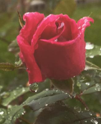 14682083_10207365754643836_7718068389550237840_o